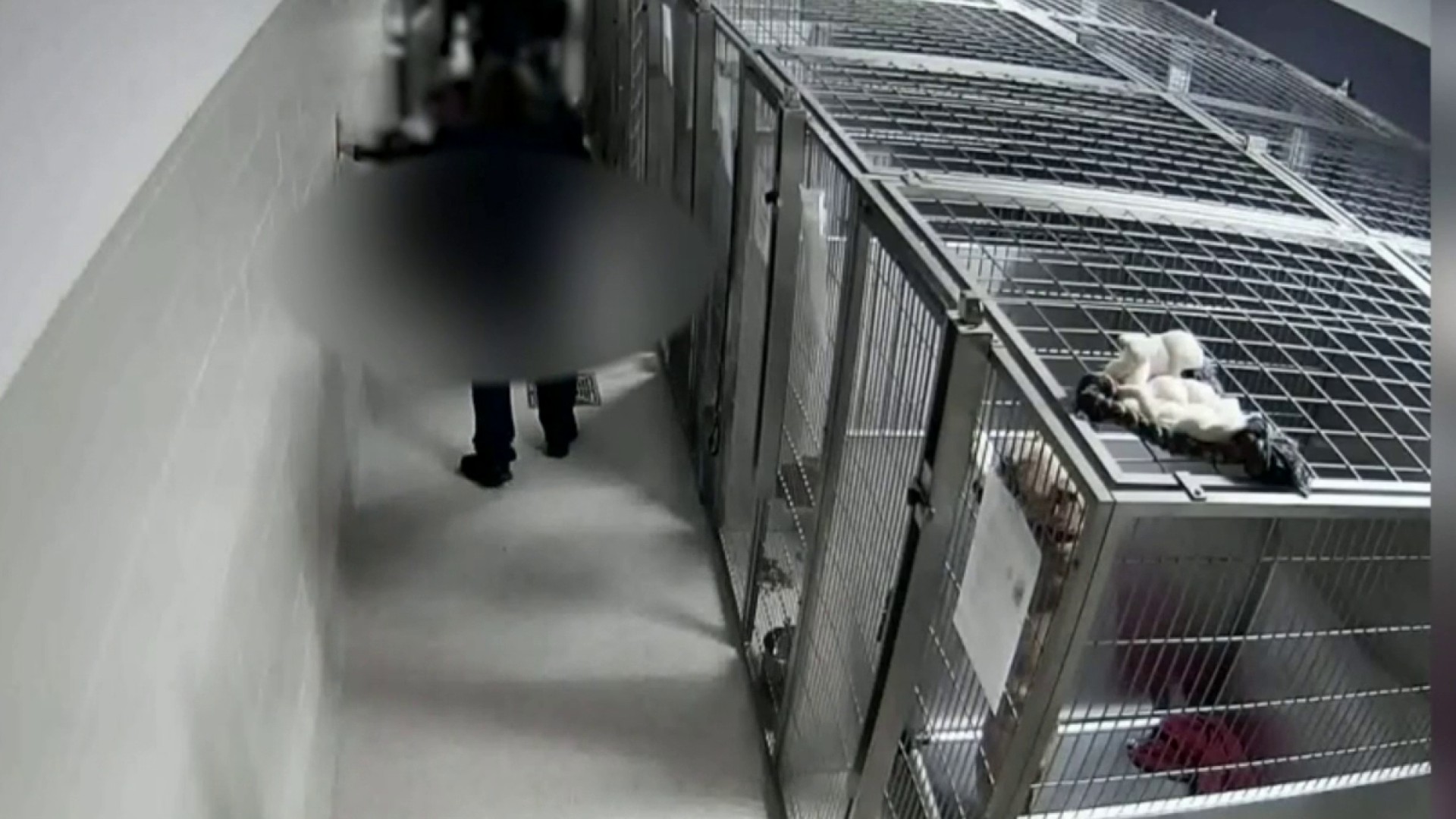 Video shows dog attacking Oakland County Animal Shelter worker before being  shot