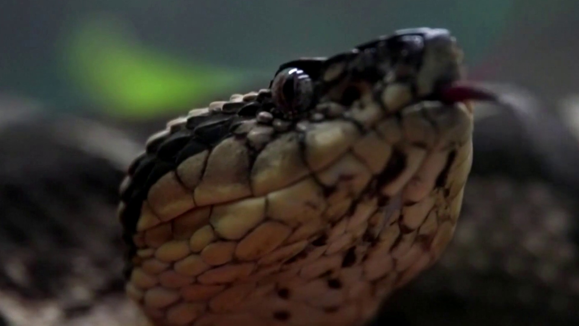 Snake eats gator: More than a viral video