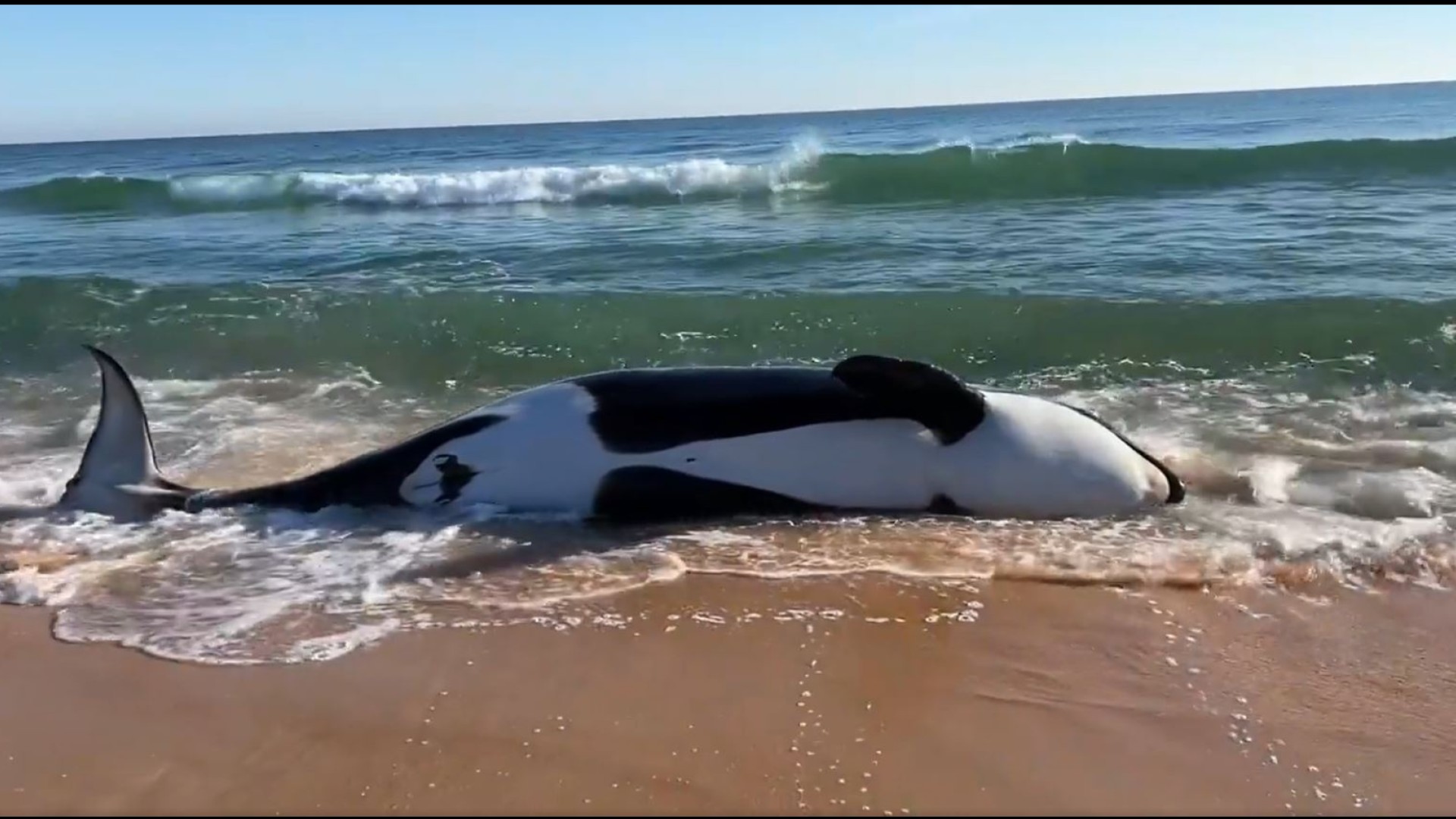 Beached Whales Found Dead On Hawaii Beach