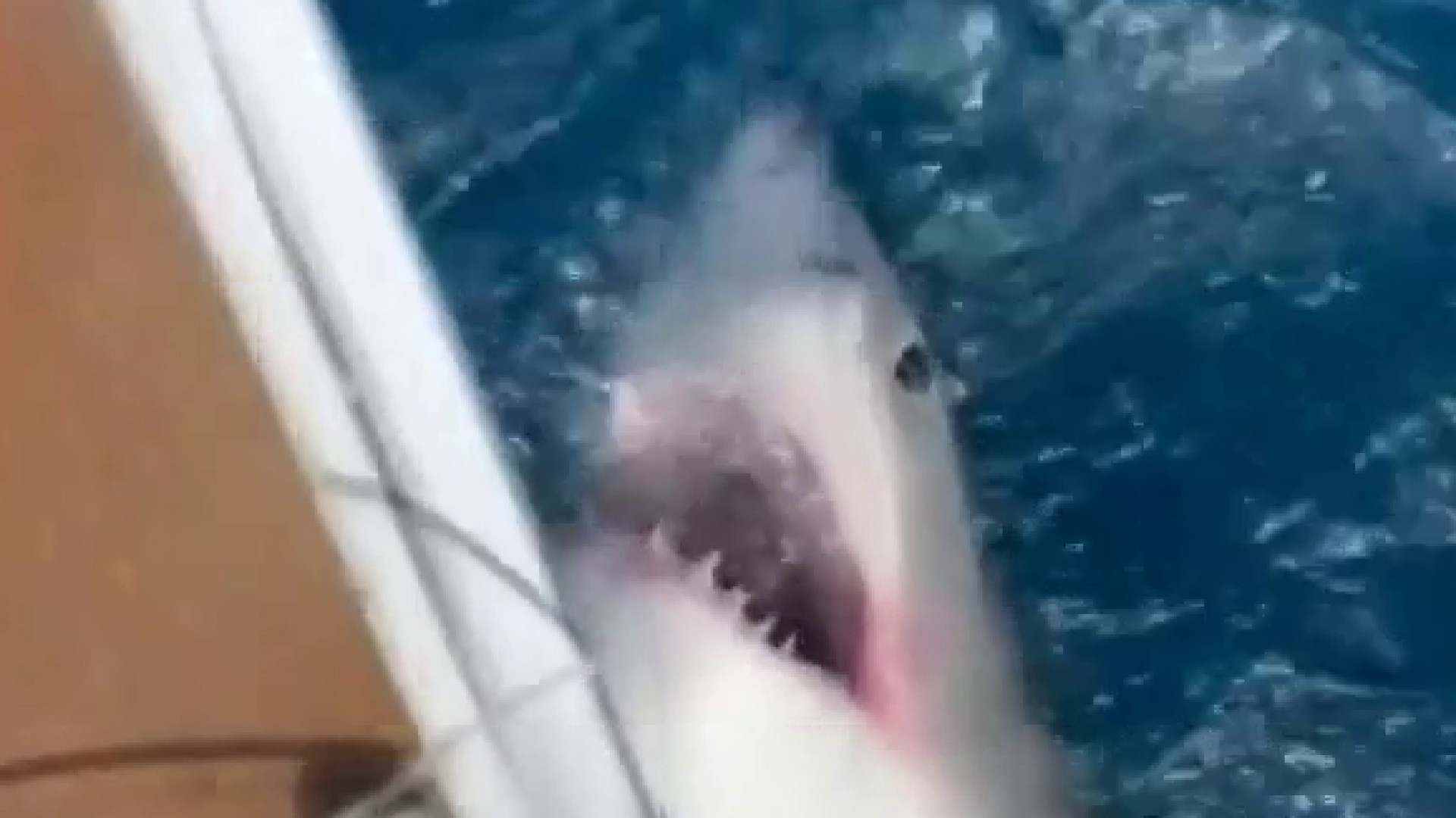 It did make me really excited:' Boy catches 11-foot great white