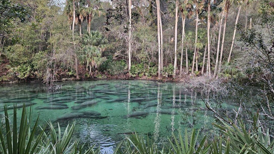 Manatees at Blue Spring State Park