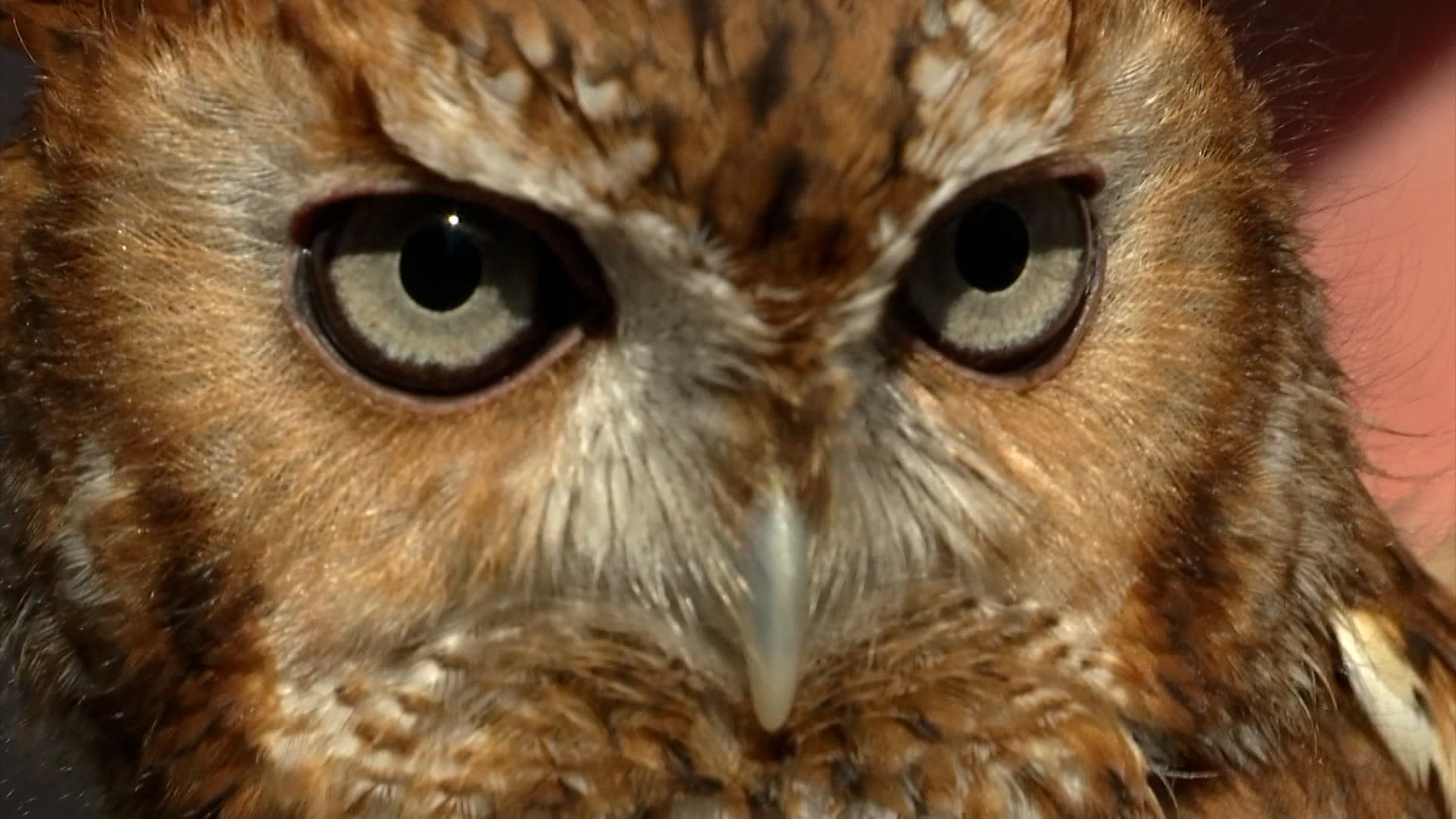 Help Sanford the owl win online voting for Superb Owl award