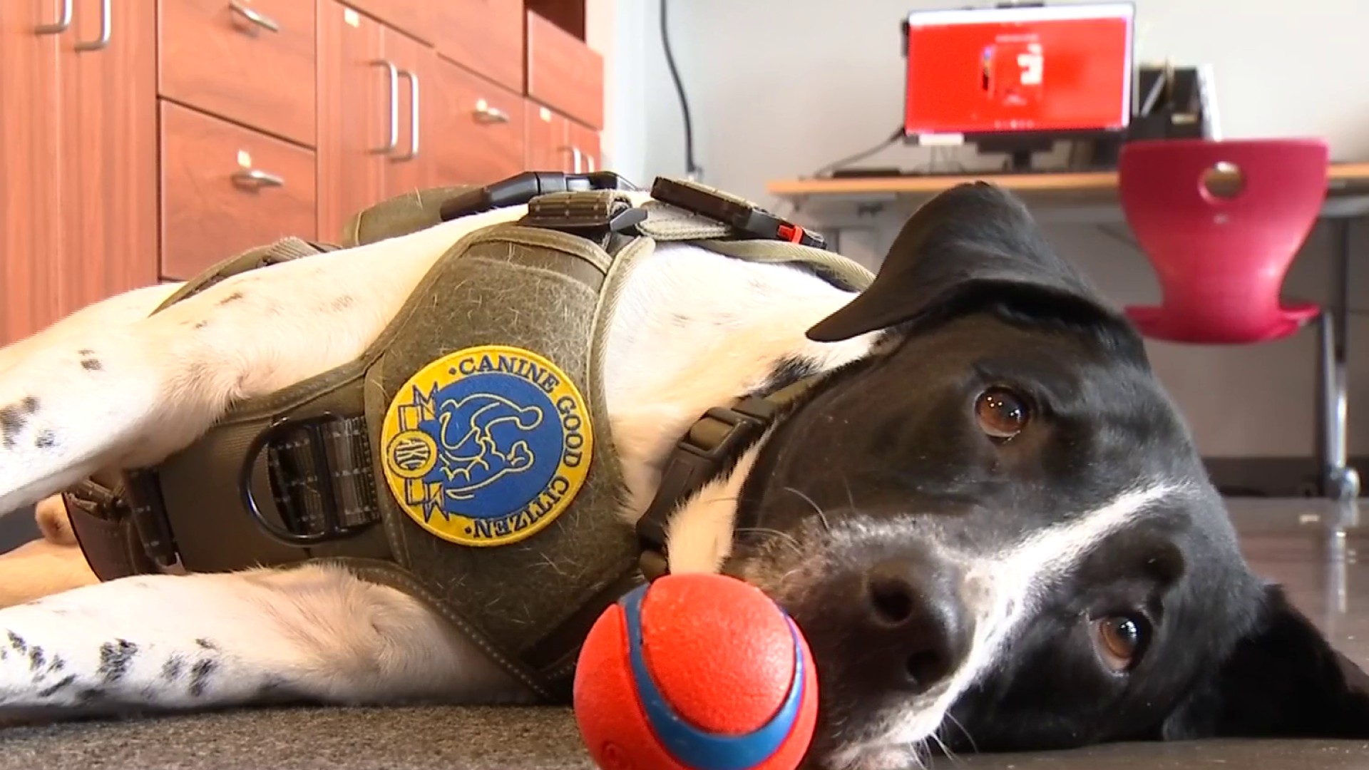 Selma Unified uses therapy dog named Jeter