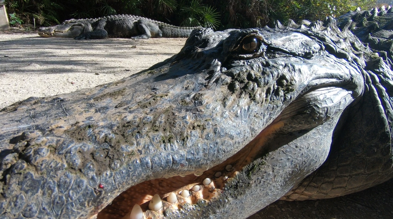 Where Are the Most Alligators in Florida?