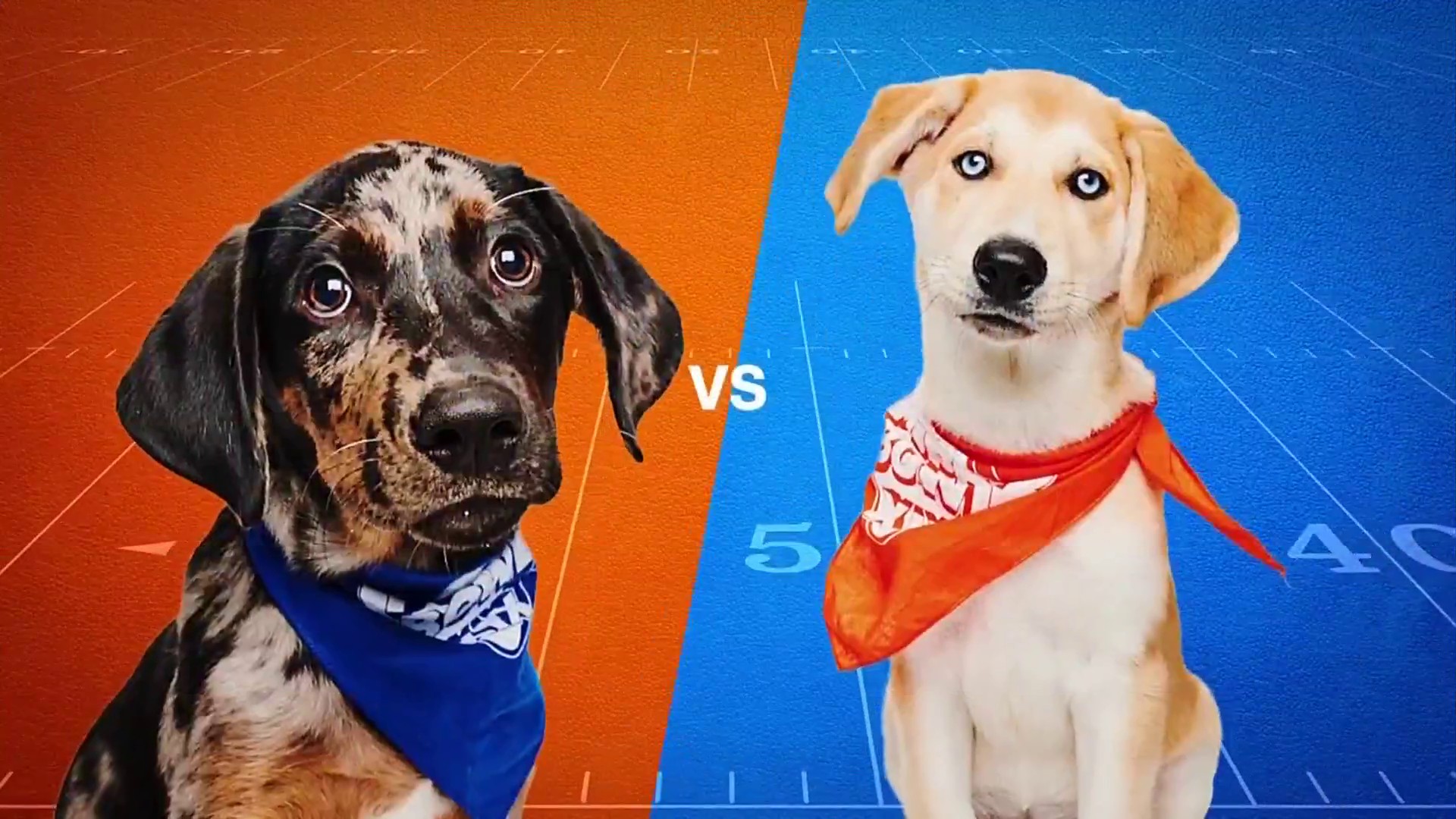 A Seattle puppy will compete in Puppy Bowl 2023