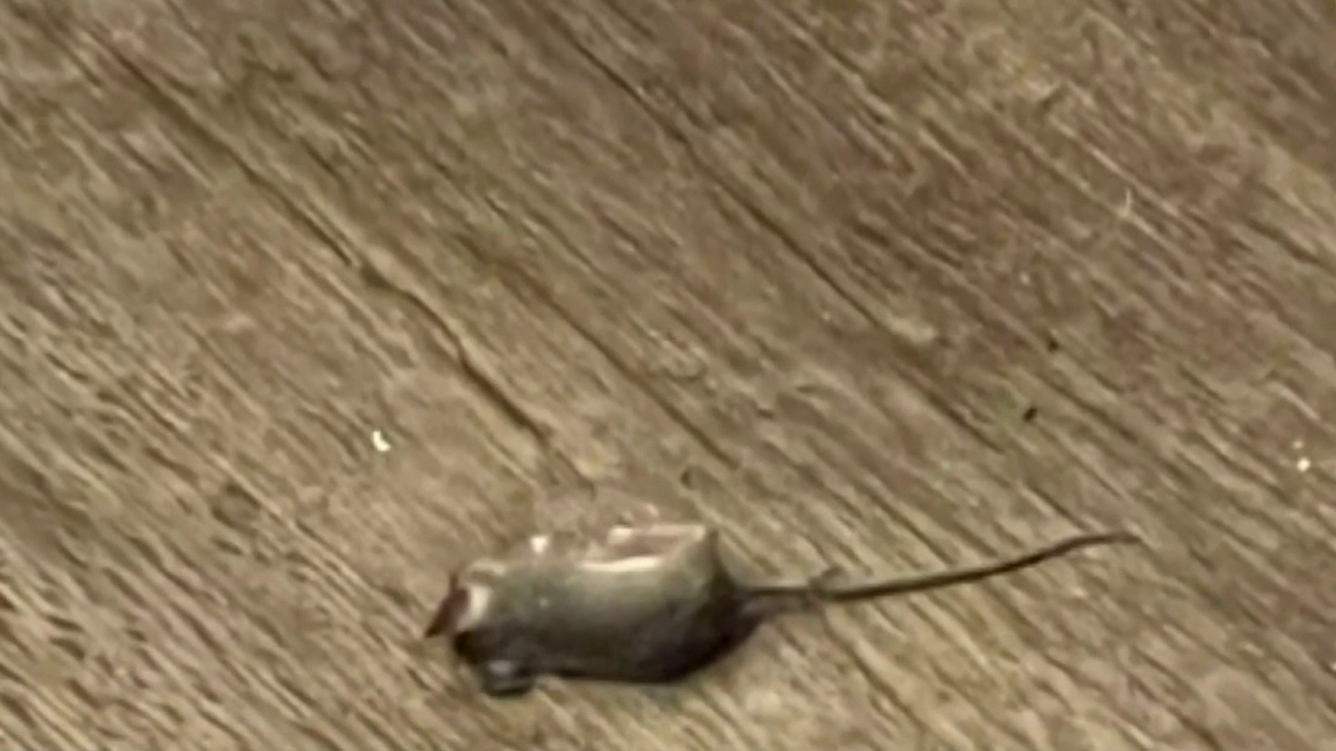 Blog - Does One Mouse In Your House Mean You Have An Infestation In Katy?