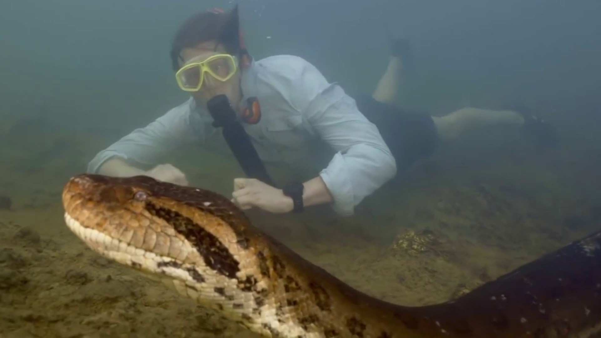 VIDEO: New species of green anaconda discovered in the  in Brazil