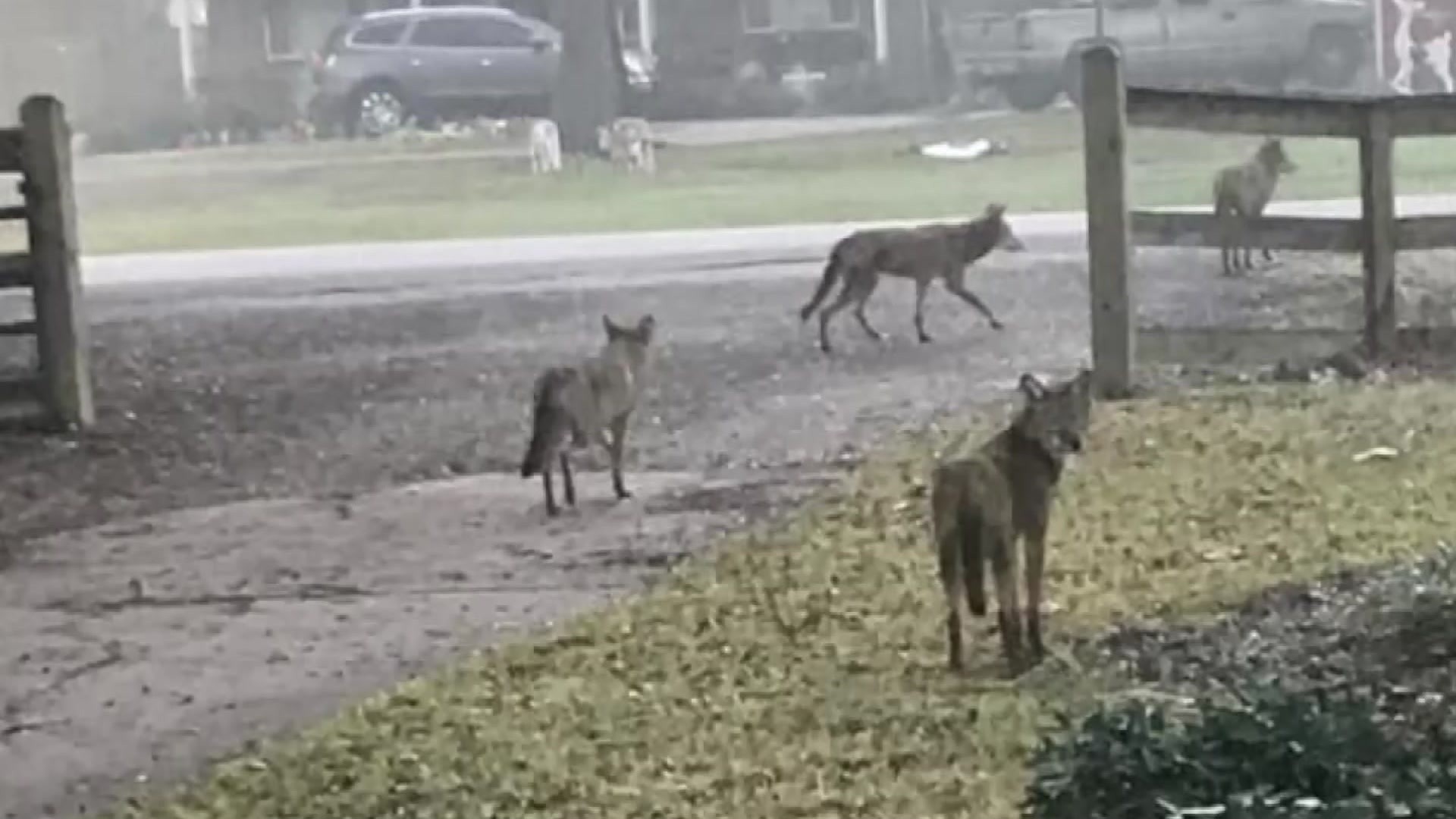 Coyote sightings on rise in Upper Township