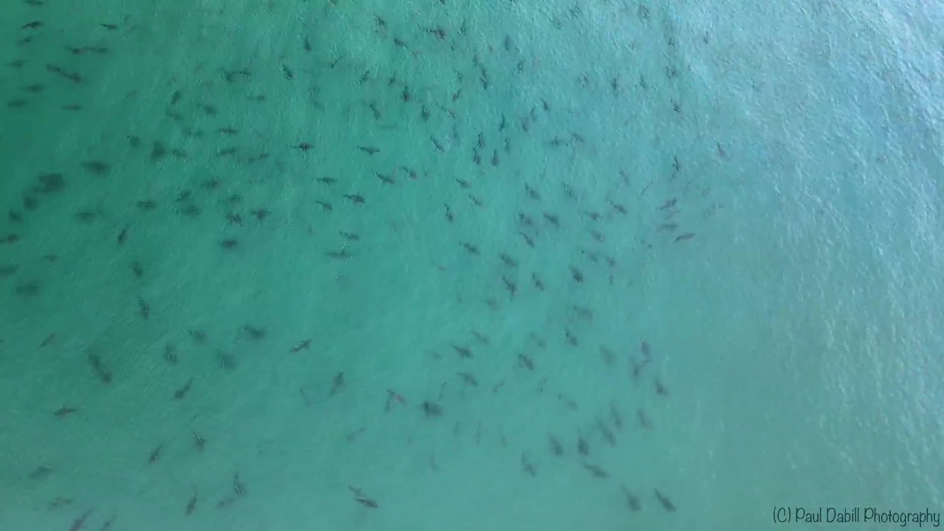 Cool Drone Video Shows Blacktip Shark Migration Off Singer Island