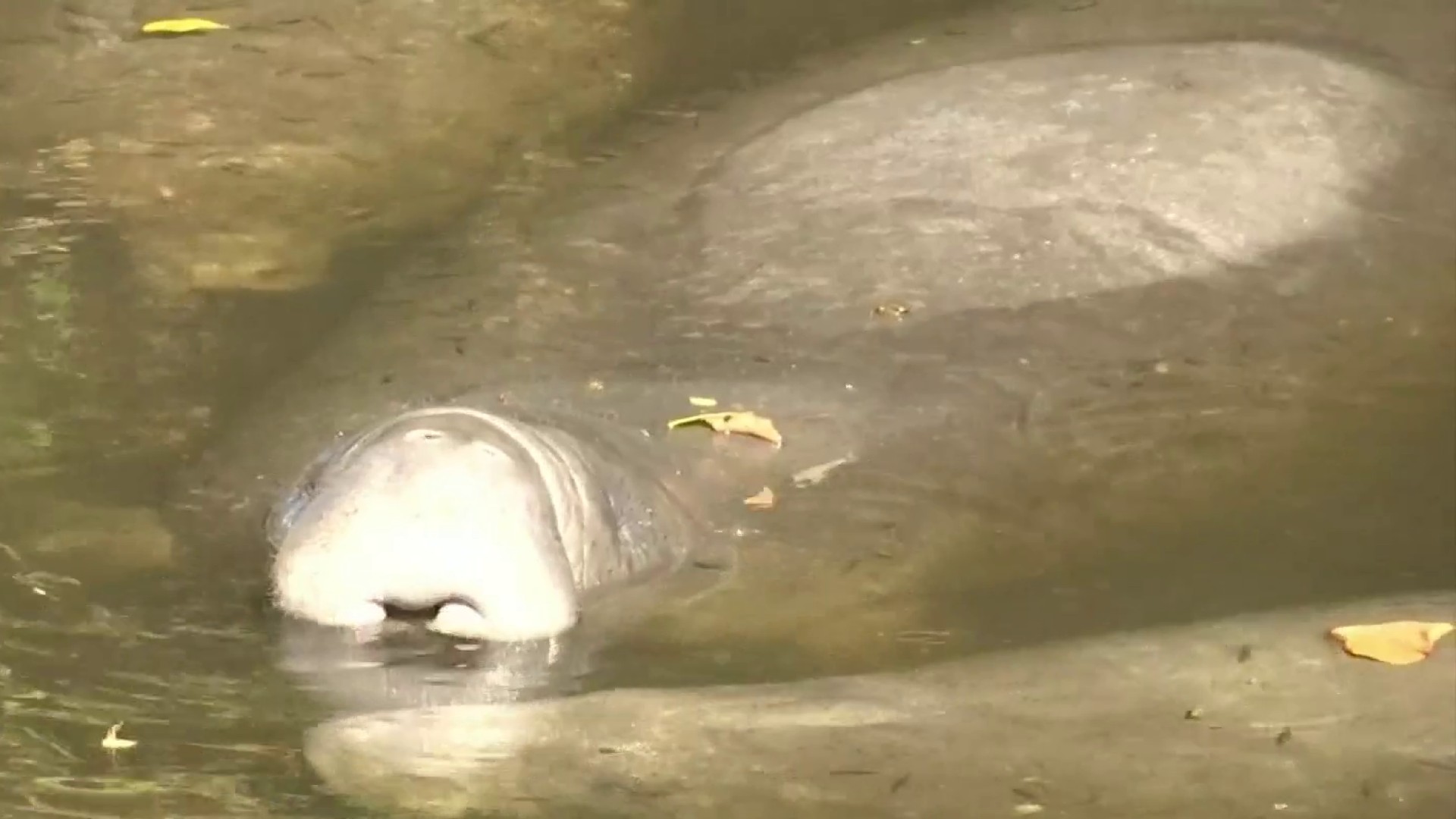 Florida manatees are starving to death. Why you should care.