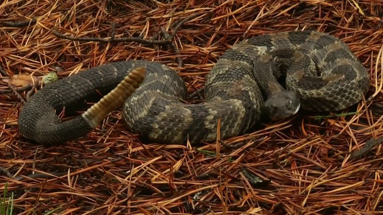 Timber rattlesnake - Wikipedia