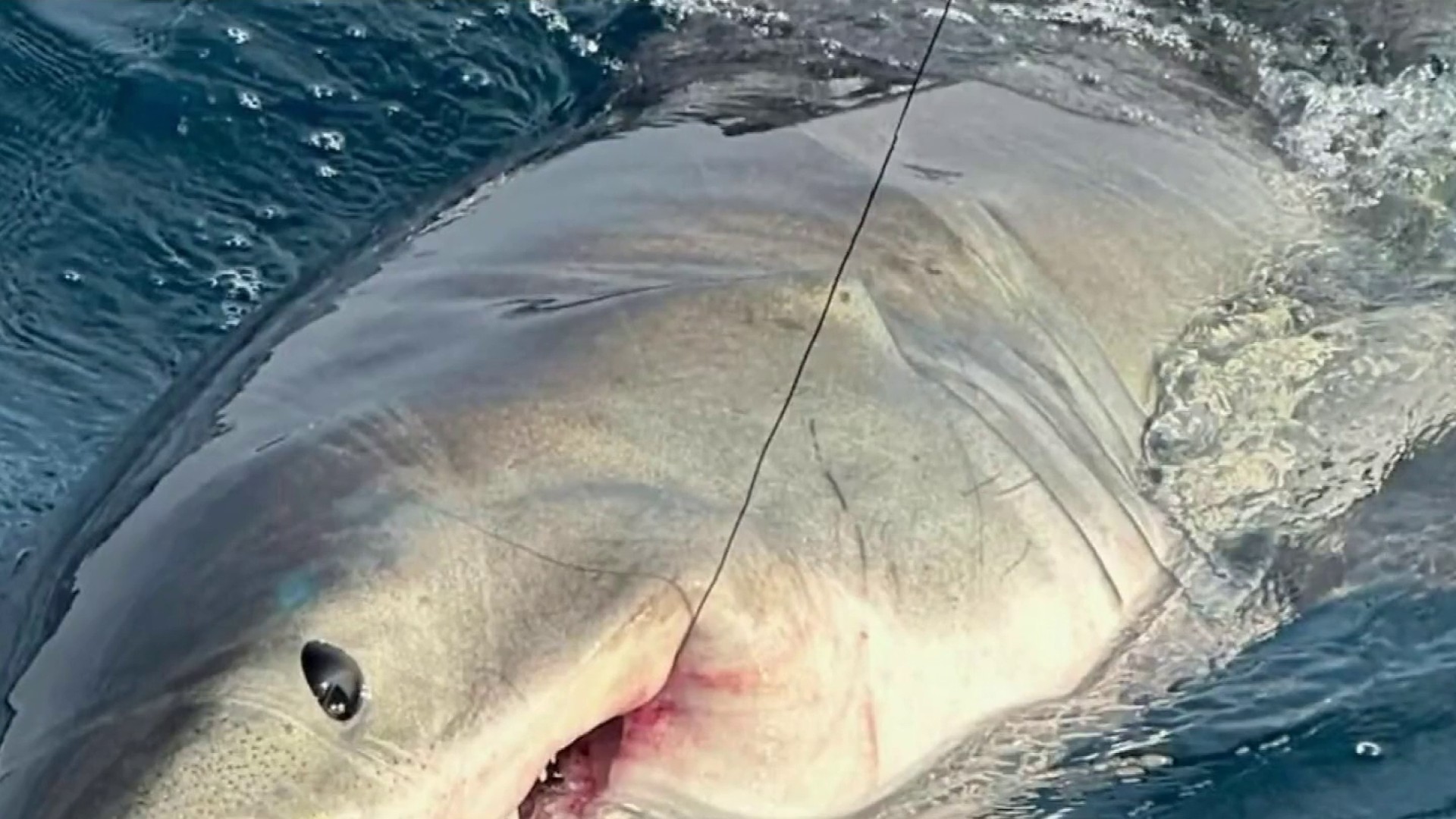WHAT A CATCH: Video shows great white shark hooked near Ponce Inlet