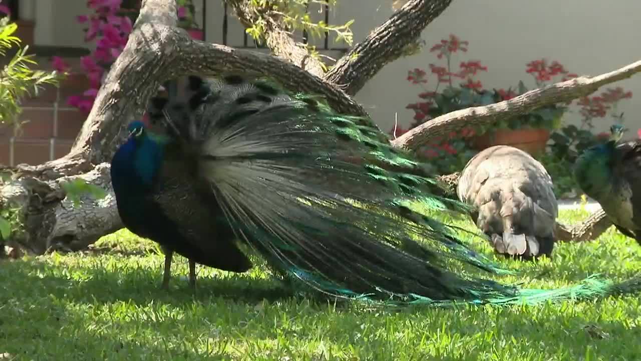 Green Bay family finds domesticated peacock in backyard, looking for owner