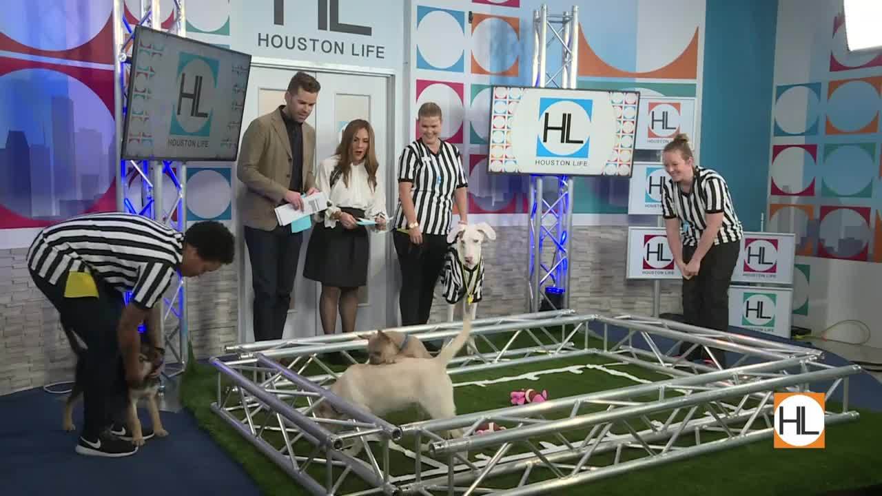 2018 Puppy Bowl With Meadowlake Pet Resort!