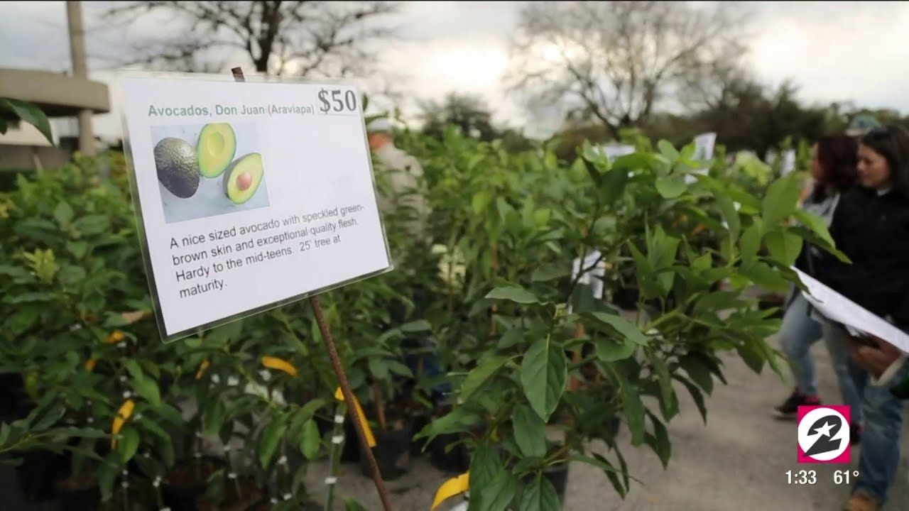 Predaj ovocných stromov v Houstone
