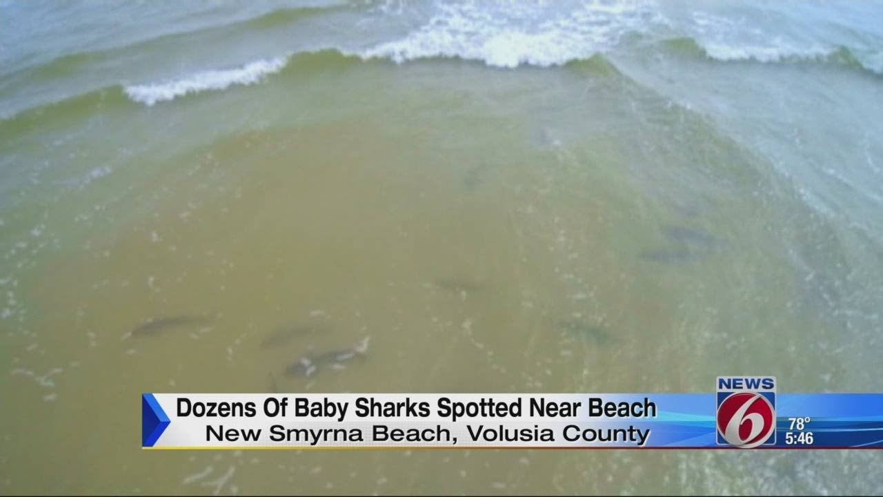 Video Shows Baby Sharks Off New Smyrna Beach