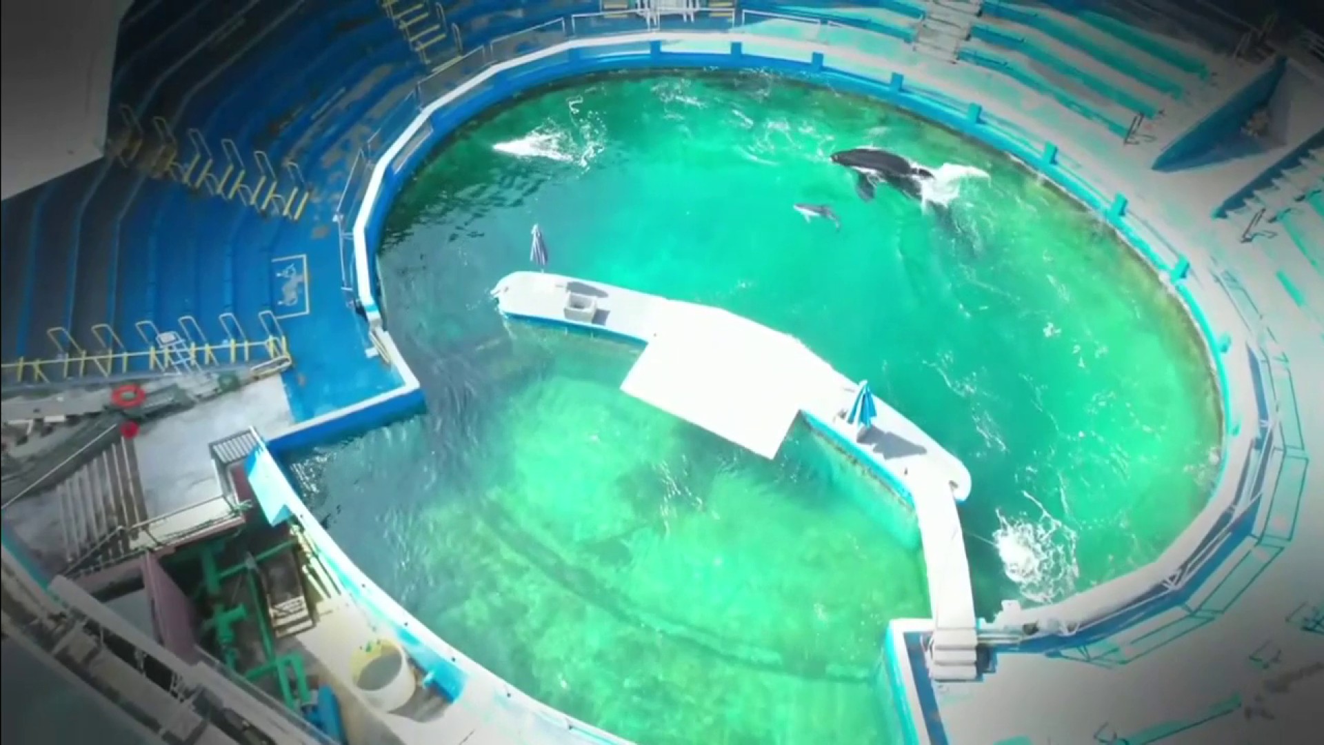 Dolphin Attack on Trainer at Miami Seaquarium Captured in Chilling