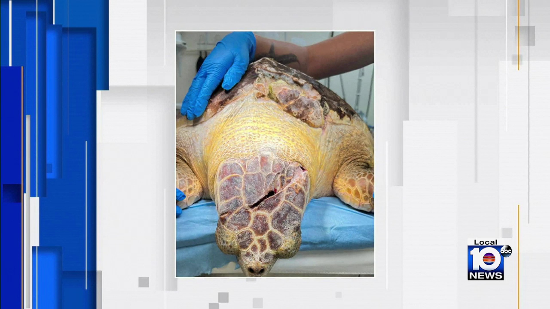 Skip the Straw,” save a sea turtle – South Lakes Sentinel