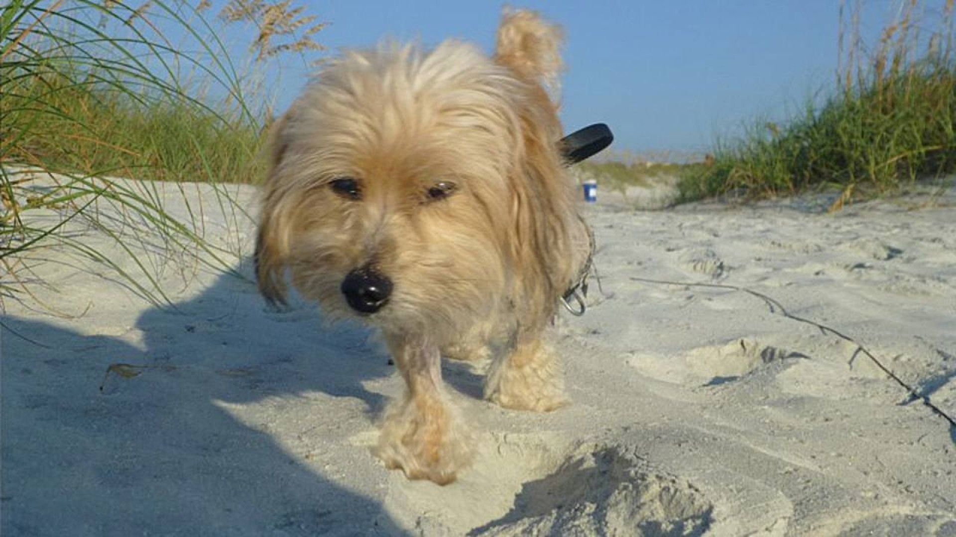 what beaches in jacksonville allow dogs