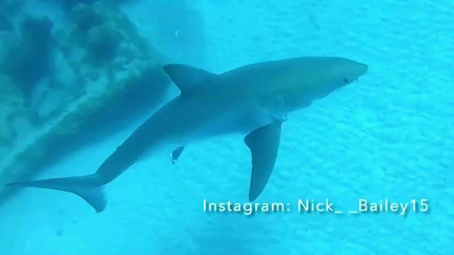 11-foot hammerhead shark washes ashore in Florida