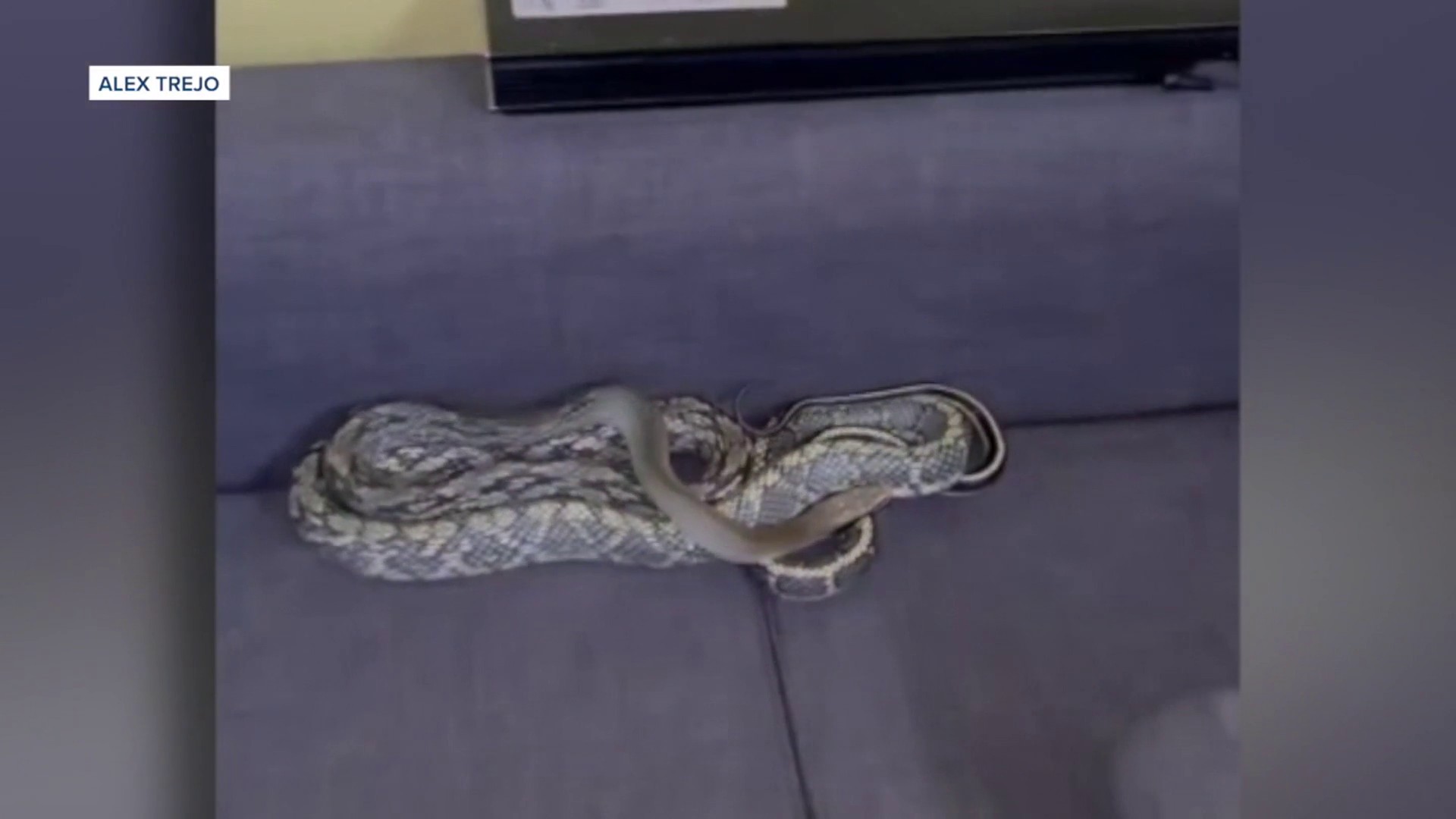 Watch: Reptile wrangler removes snake from toilet at Australian
