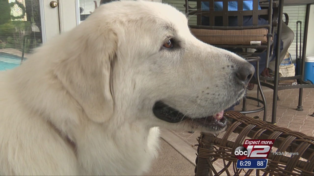 can humidity affect dogs