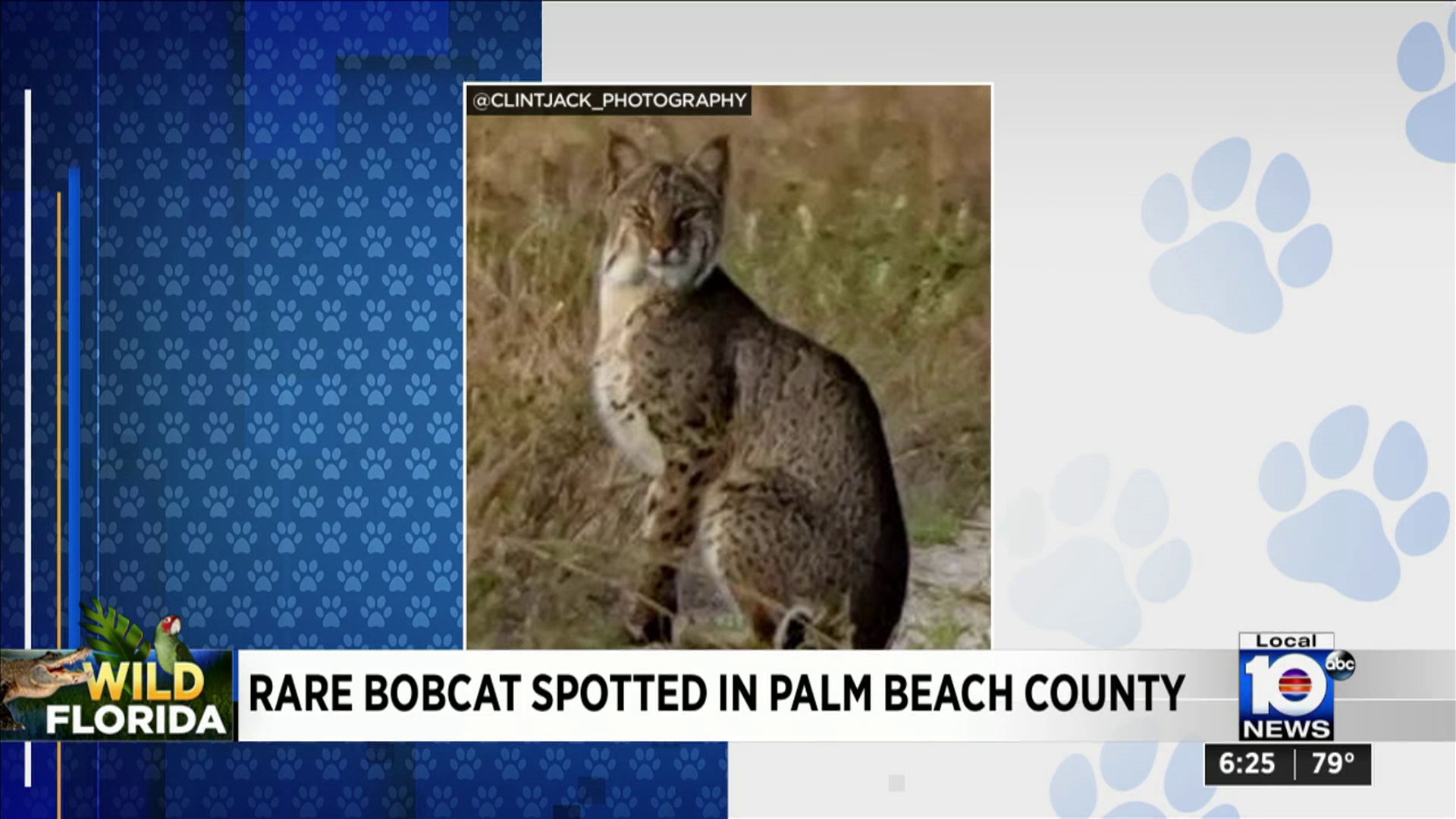 Wild Florida Rare bobcat spotted in palm Beach County