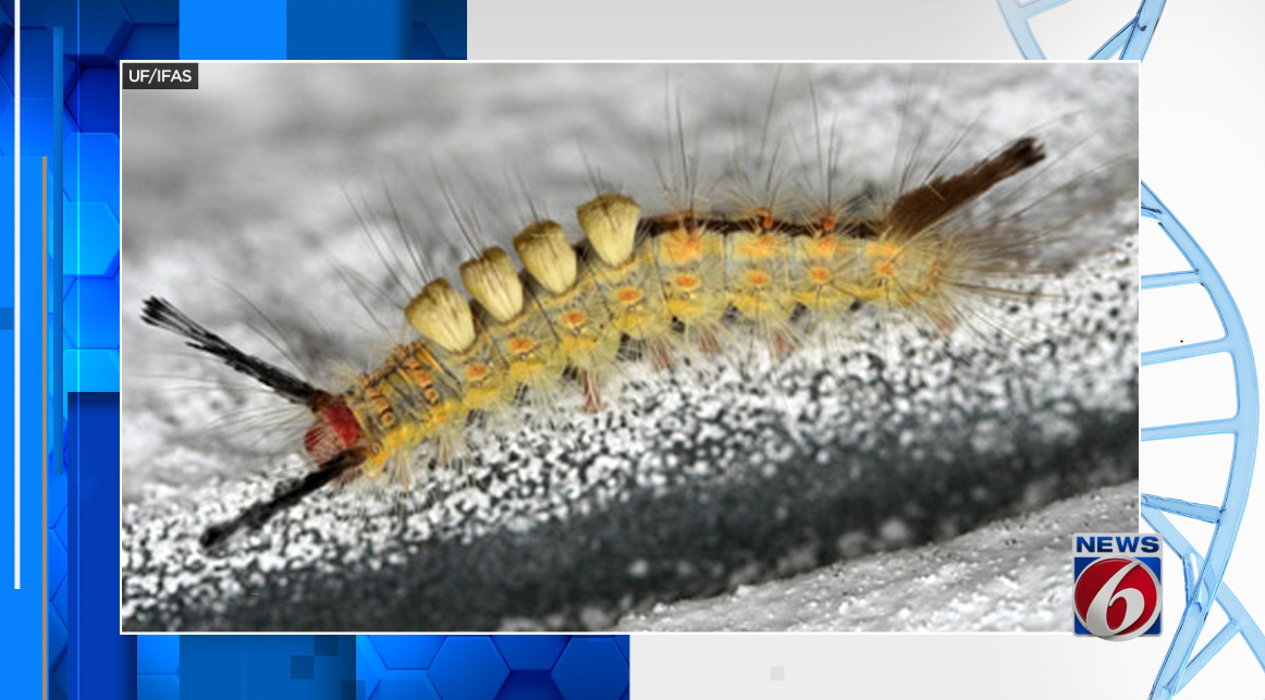Look Out For These Hairy Caterpillars In Florida Here S Why