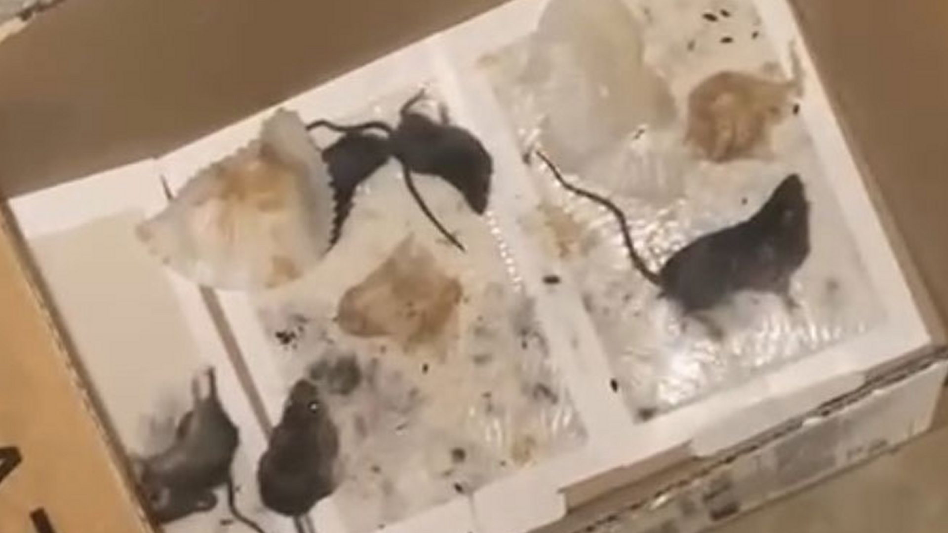 Girl Swallows Live Baby Mice