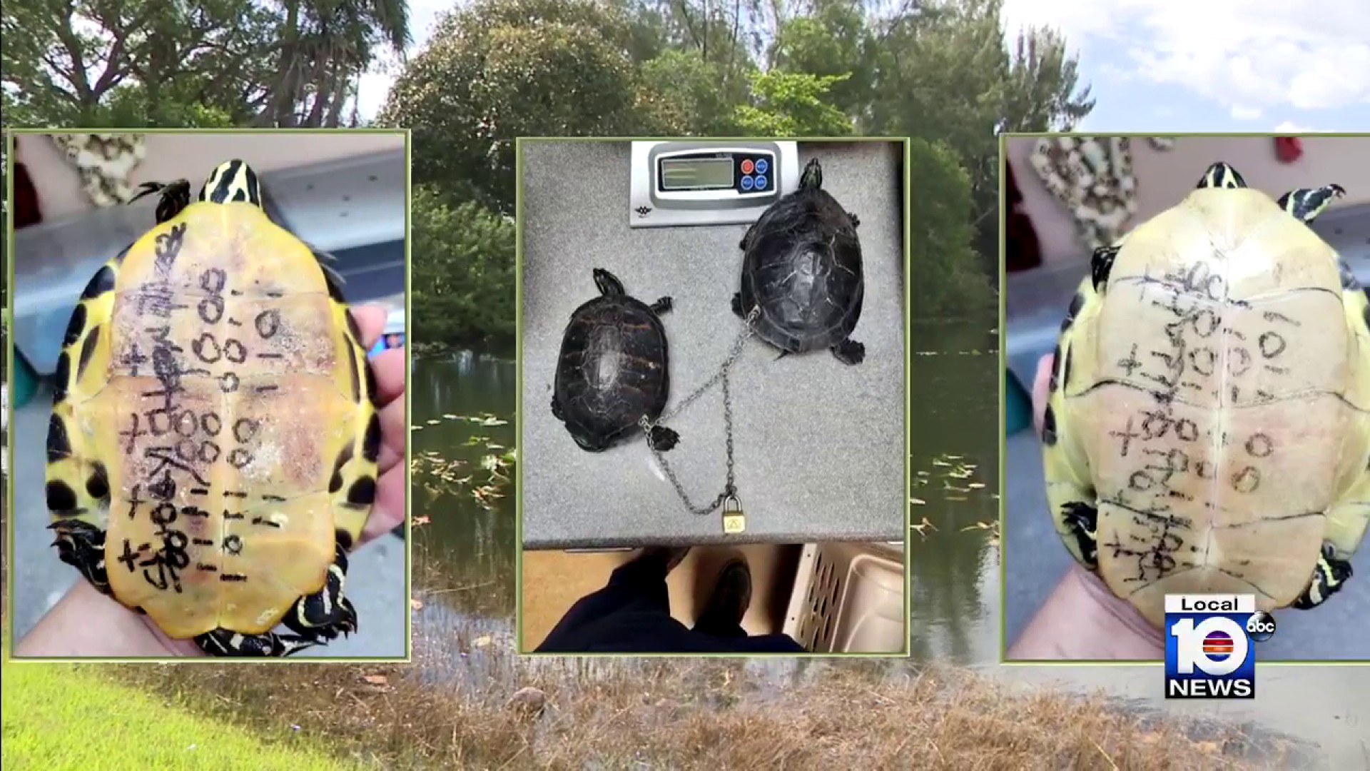 Wildlife service releases turtle found chained to another at Oleta