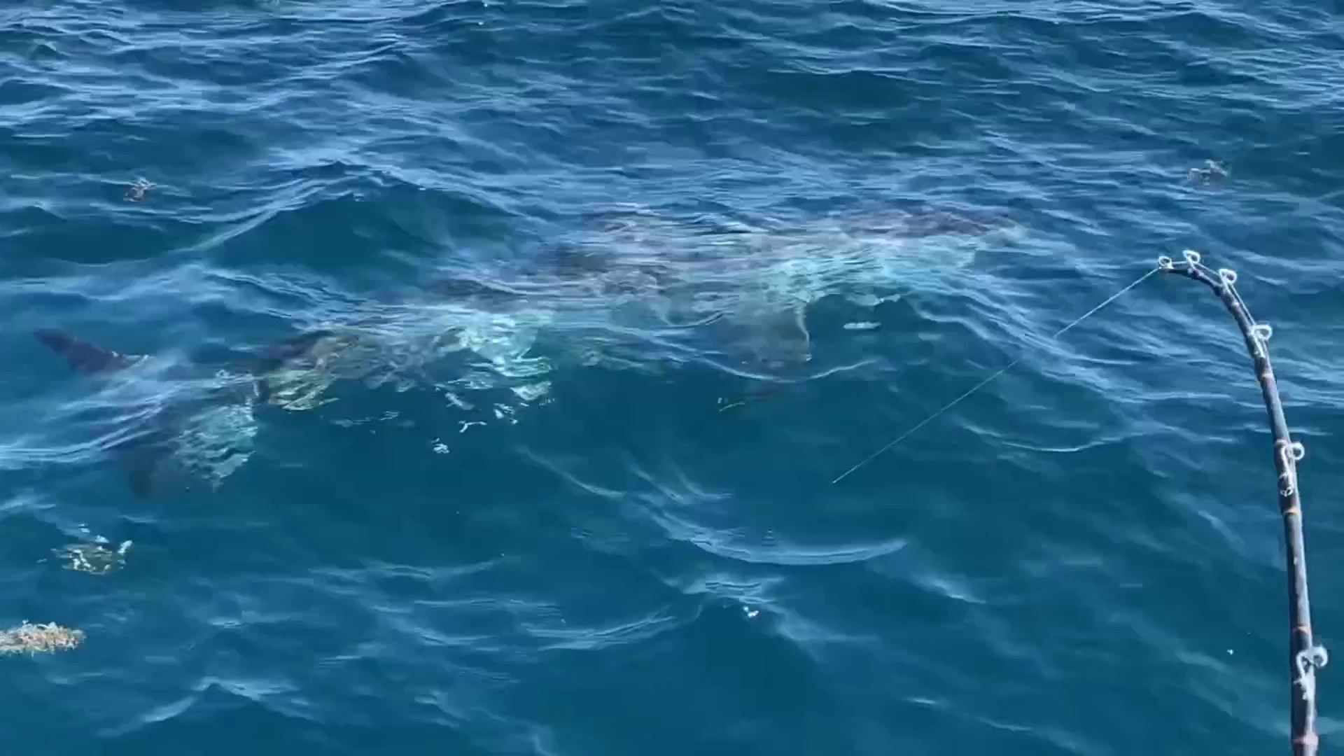 WHAT A CATCH: Video shows great white shark hooked near Ponce Inlet