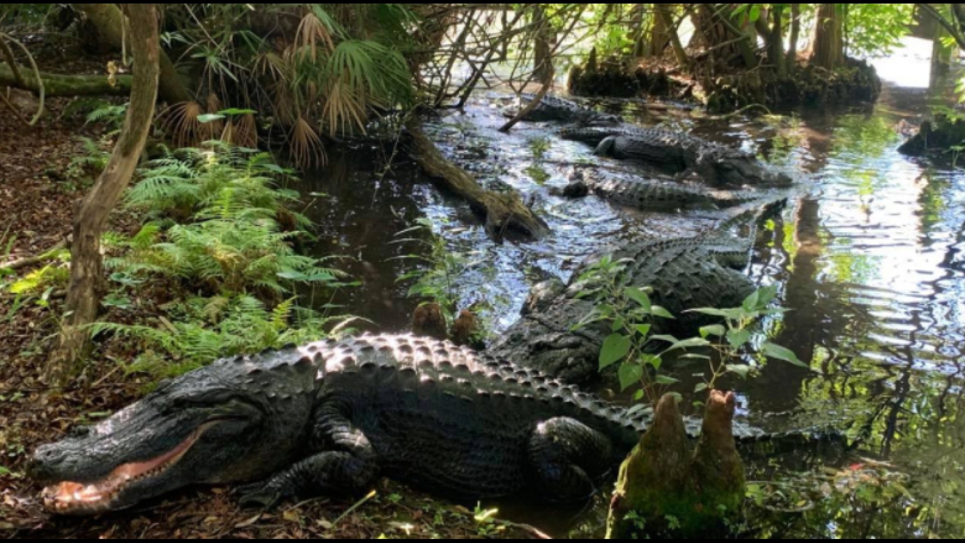 Swamp alligator American Alligator
