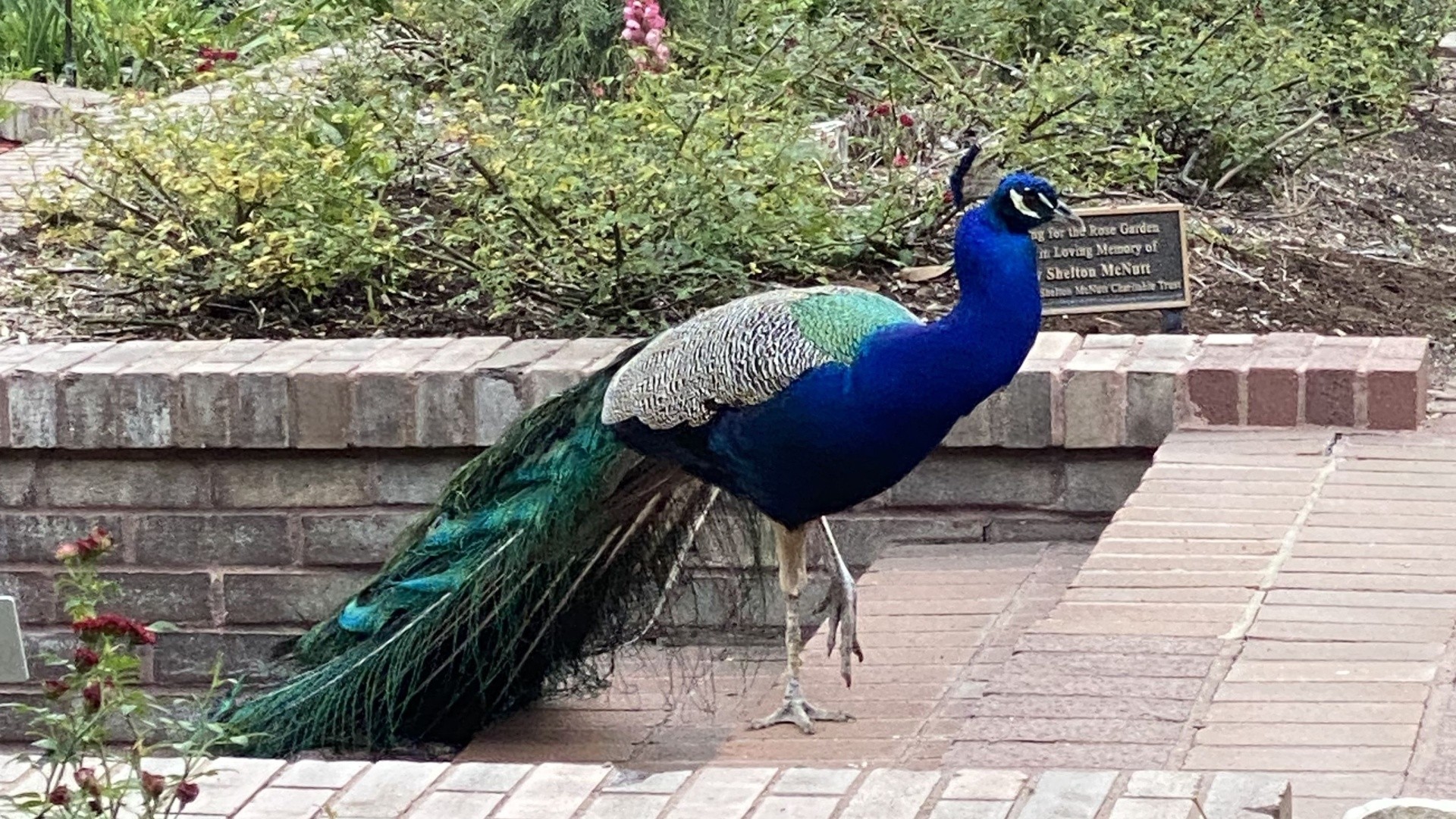 Neighborhood peacock to be relocated after pecking children at San Antonio  Botanical Garden, ACS says