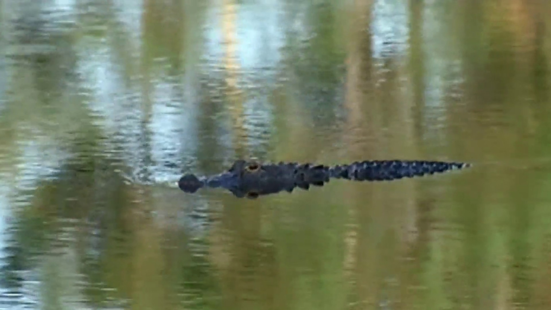 226 alligators removed from Disney World since toddler's death 5 years ago