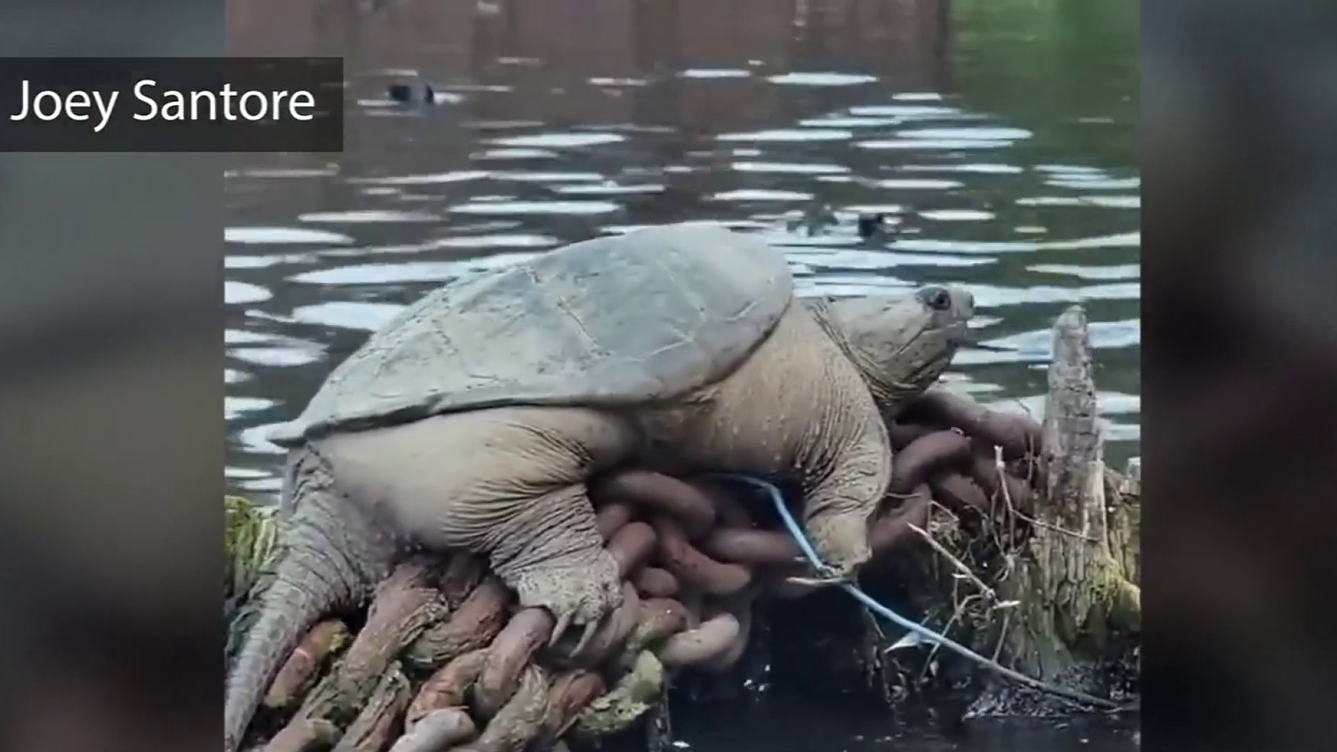 A big day for tiny turtles in Lake Champlain