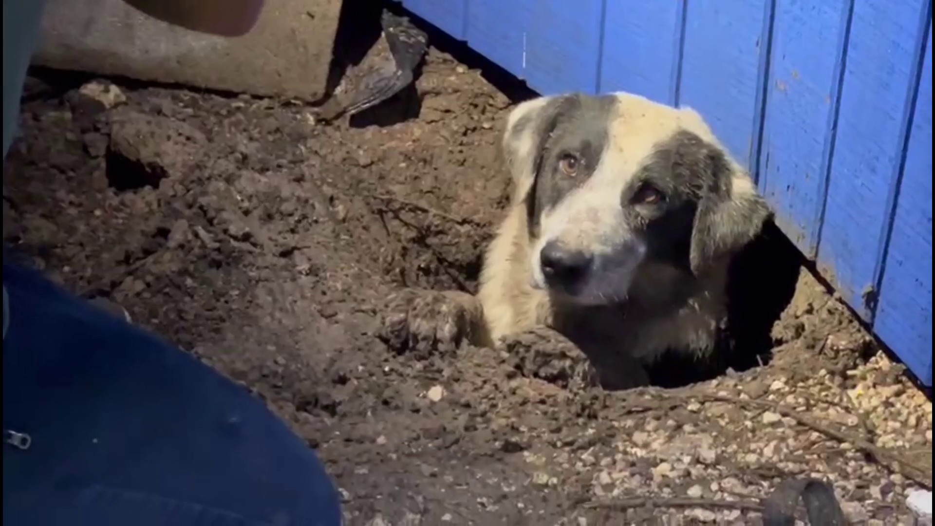 UA Little Rock Student Finds Dog Who Was Lost During Tornado