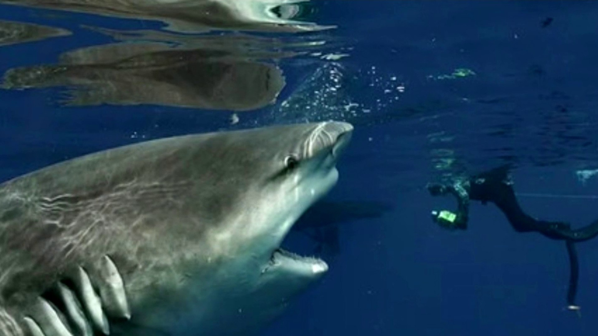 Florida Beachgoer Uses Surfboard Leash To Stop 12 Year Old Shark Bite Victim From Bleeding