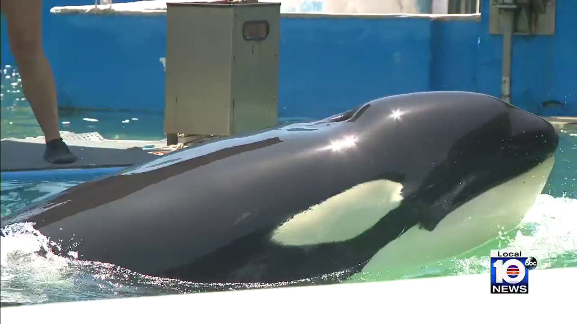 Lolita the orca being trained for move out of Seaquarium