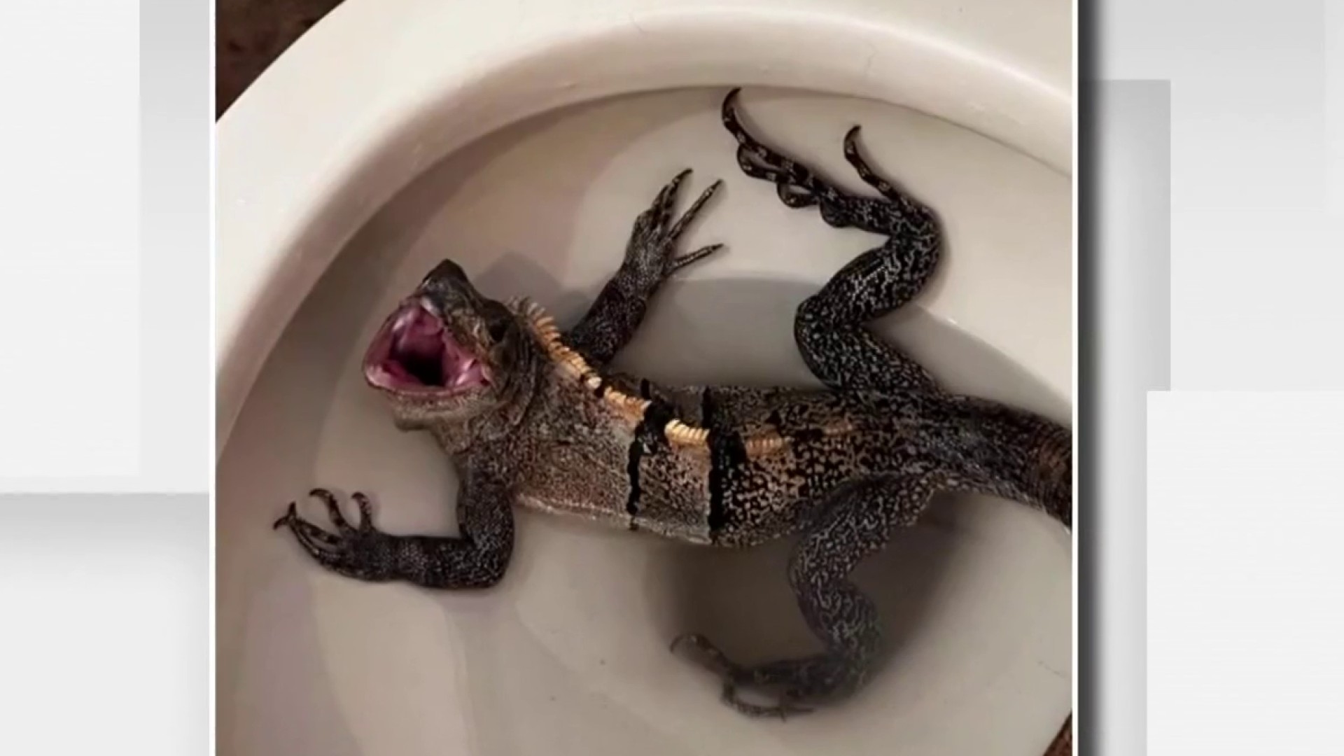 Iguanas in the toilet. Snakes in the shower. Hello, Florida!