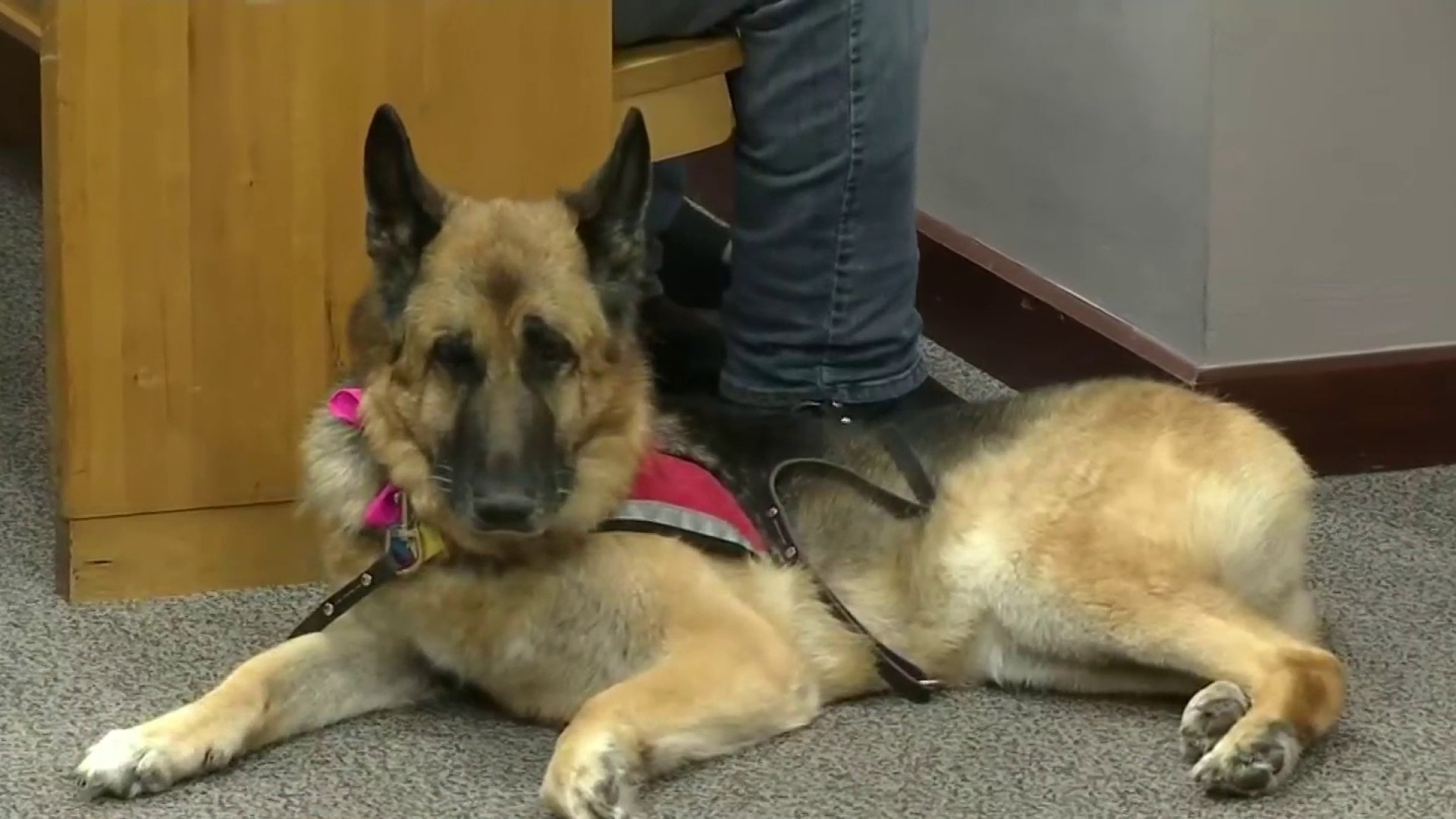 Florida groomer who broke service dog's tail sentenced to 180 days in jail, 3  years probation