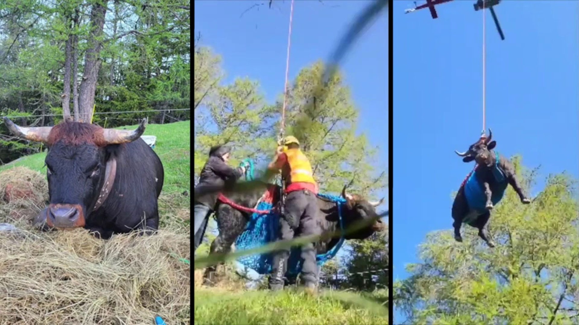 Fly me to the moo Video shows injured cow named Goddess being airlifted to safety
