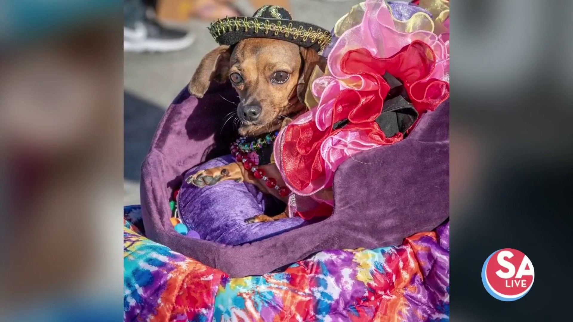 SAN ANTONIO! Get your pet costumes ready! 🐾 Pre-registration for