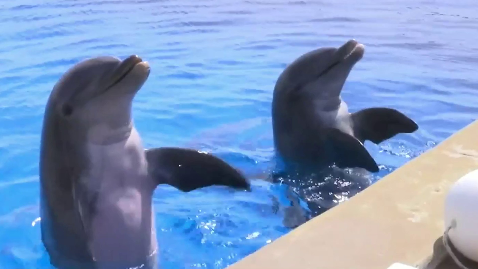 Dolphin Adventures - All-New Live Bottlenose Dolphin Show