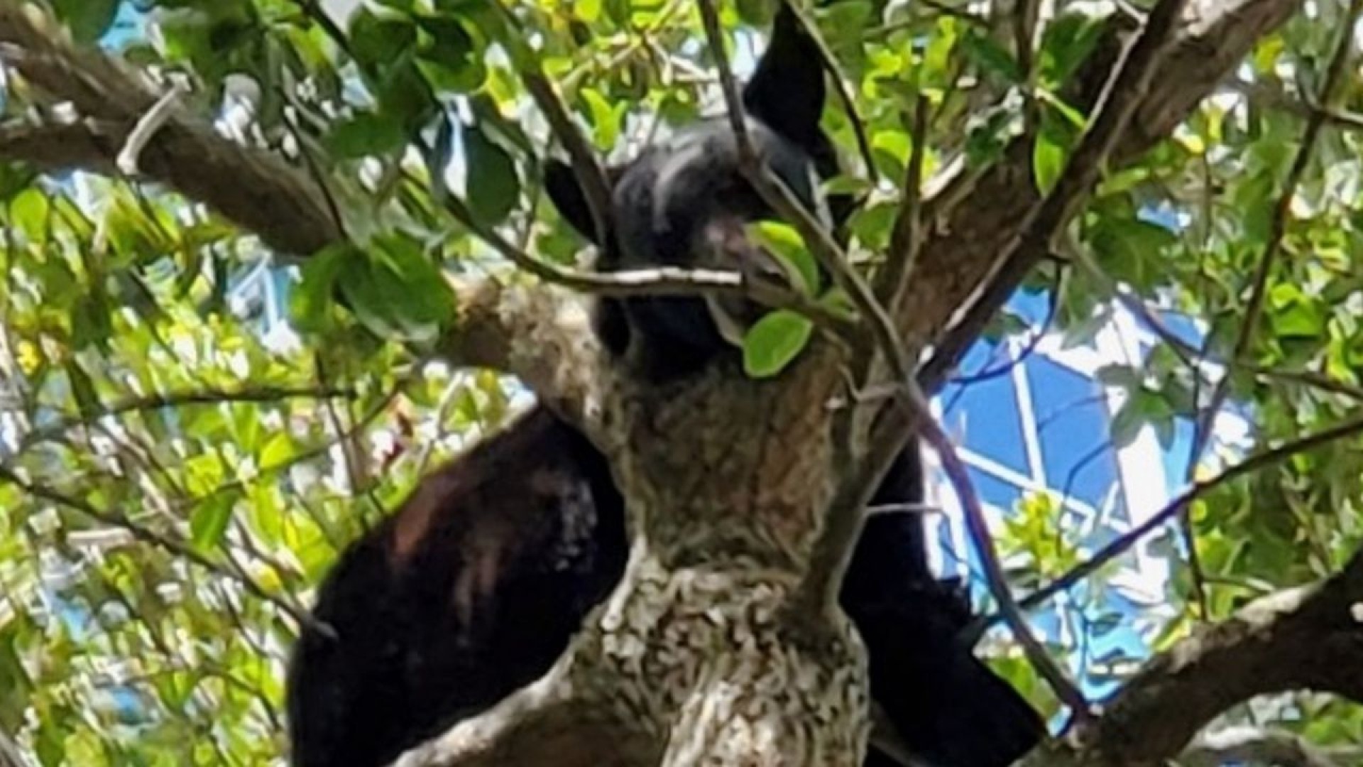 A BEAR Was Spotted in the Orlando Area..And No, It Doesn't Play the Banjo 