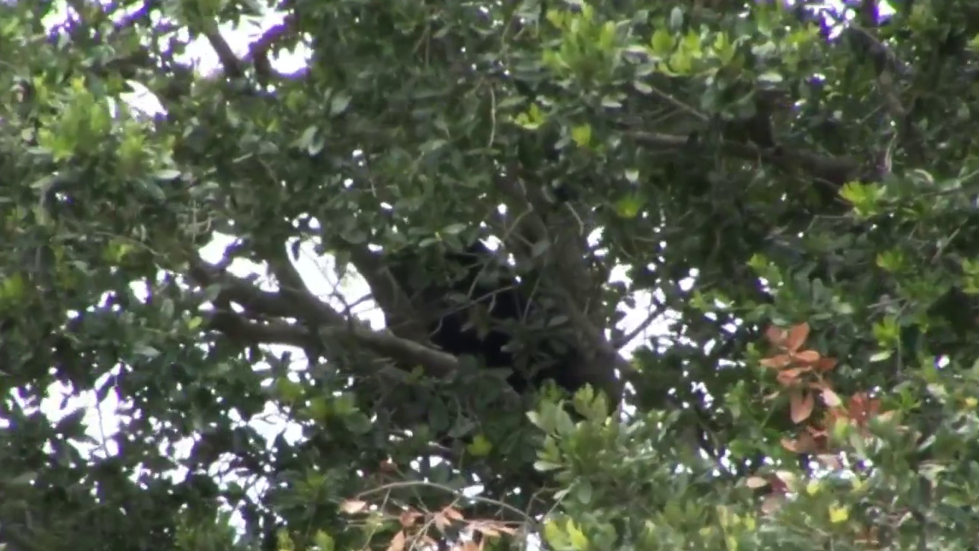 Black bear spotted in tree at Lake Eola Park in downtown Orlando – Orlando  Sentinel