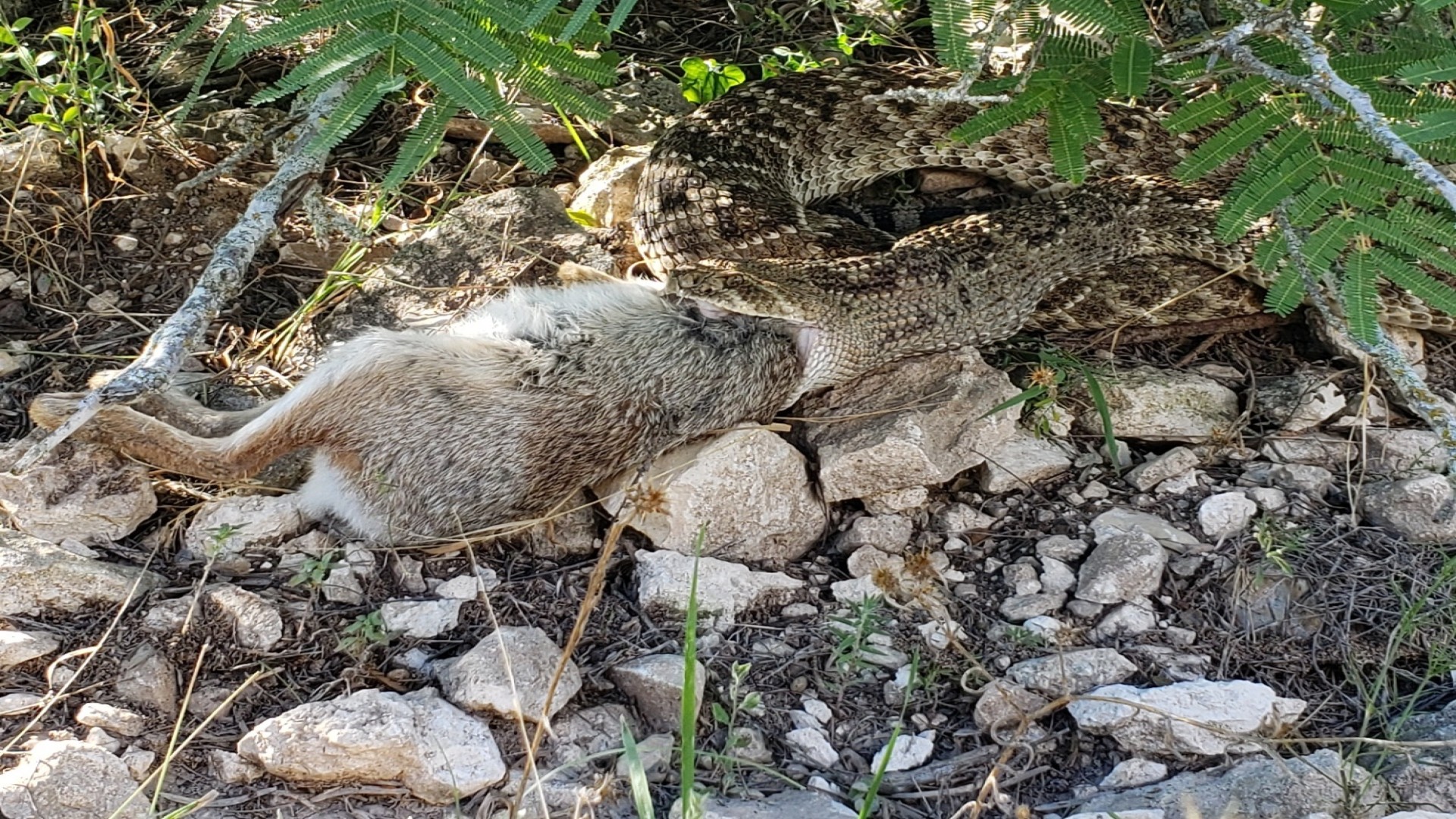 Video gives up close look at rattlesnake eating a rabbit near Uvalde