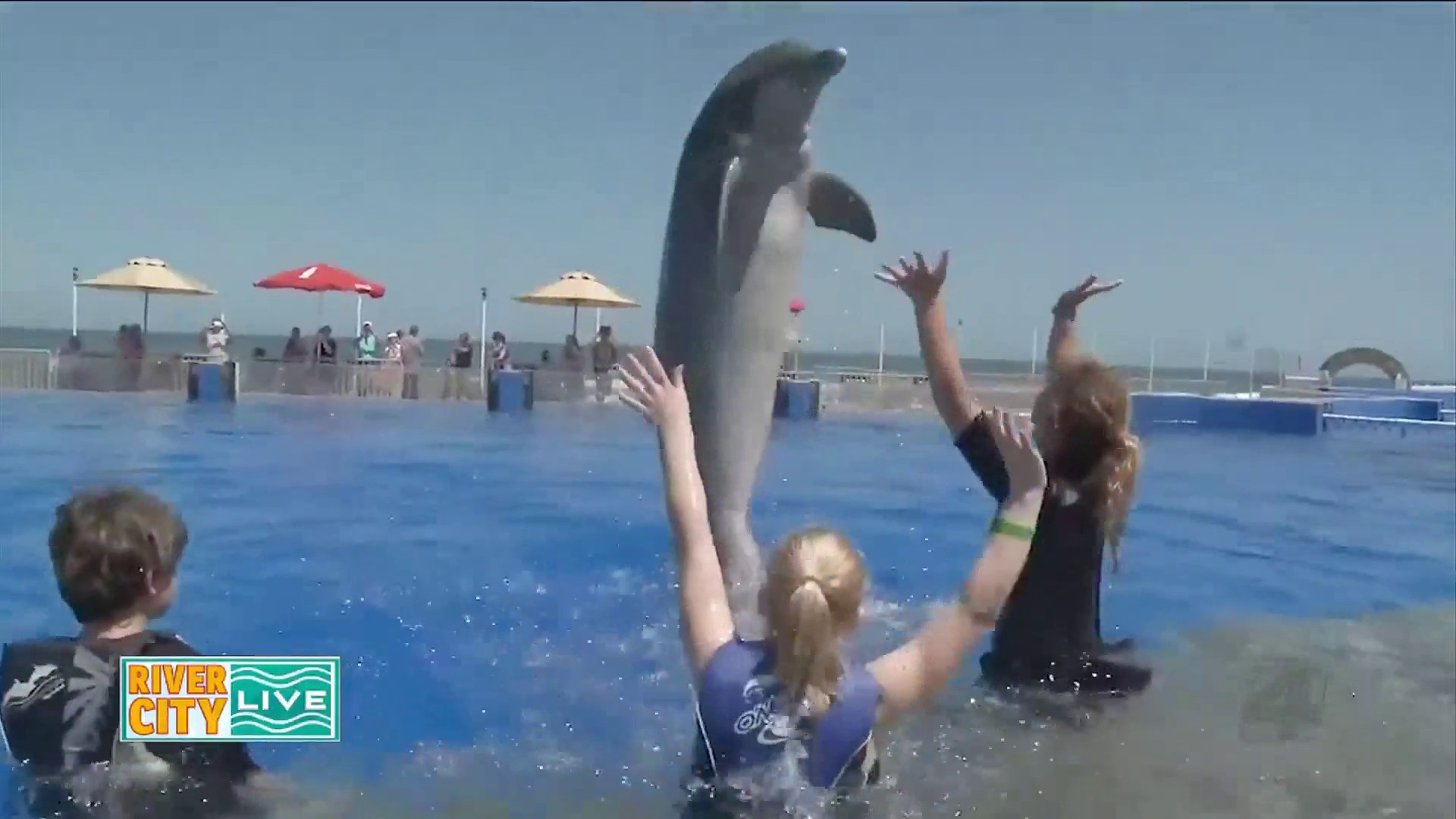 You Can Kiss Dolphins At Marineland Dolphin Adventure This Weekend And It's  Actually Cheap - Narcity