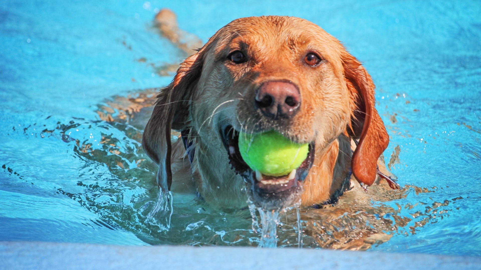 can dogs swim in public pools