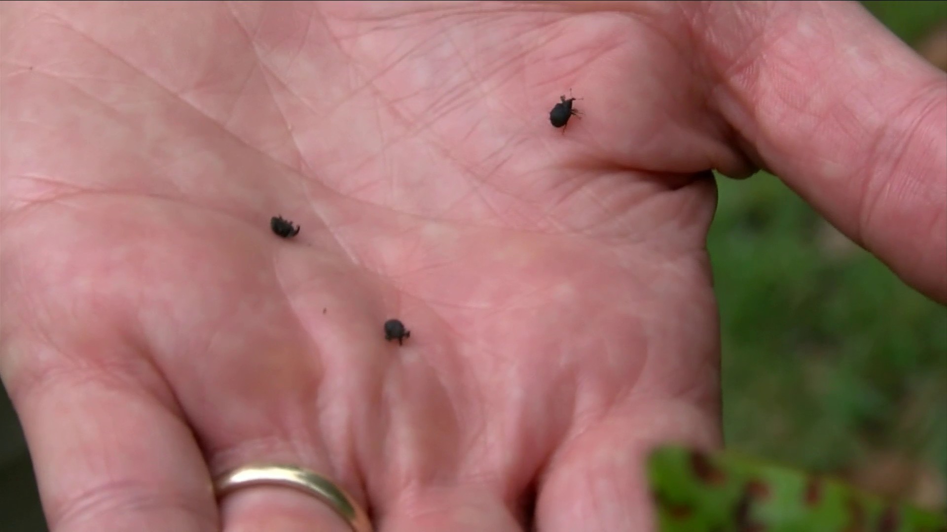 Flying Ticks Spotted All Over Southwest Virginia
