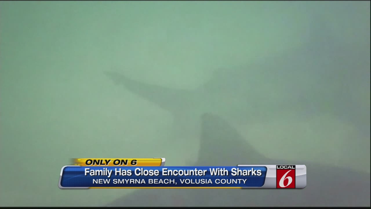Video Shows Sharks Surrounding Swimmers Off New Smyrna Beach